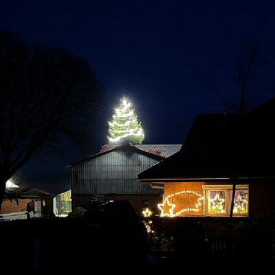 Ein Weihnachtsbaum, der alle begeistert hat - LED Lichtschlauch als Weihnachtsbeleuchtung